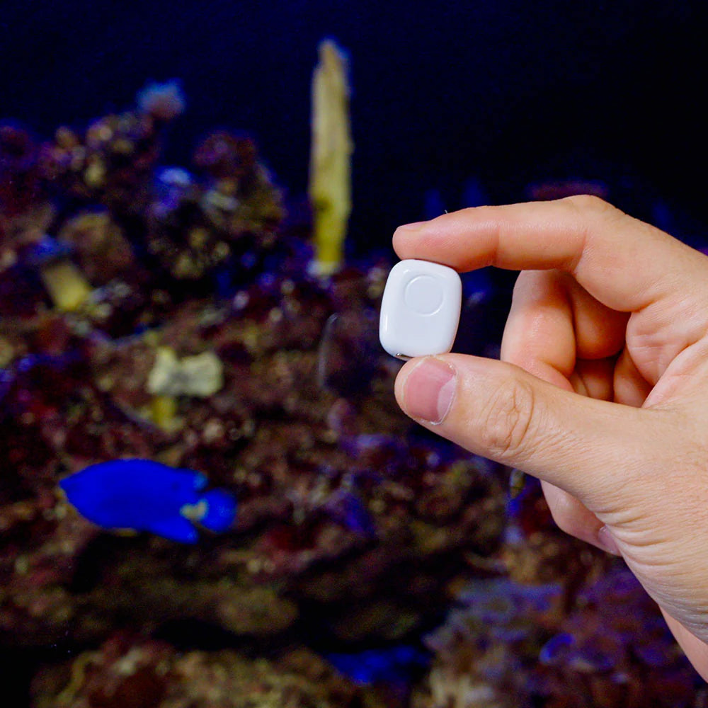 Hand holding a small white device in front of an underwater scene with coral and fish. Shelly Pill | Lykalyte